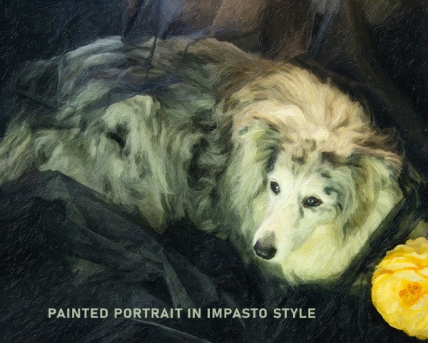 Joy Studio - Pet portraits