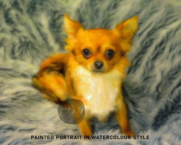 Joy Studio - Pet portraits